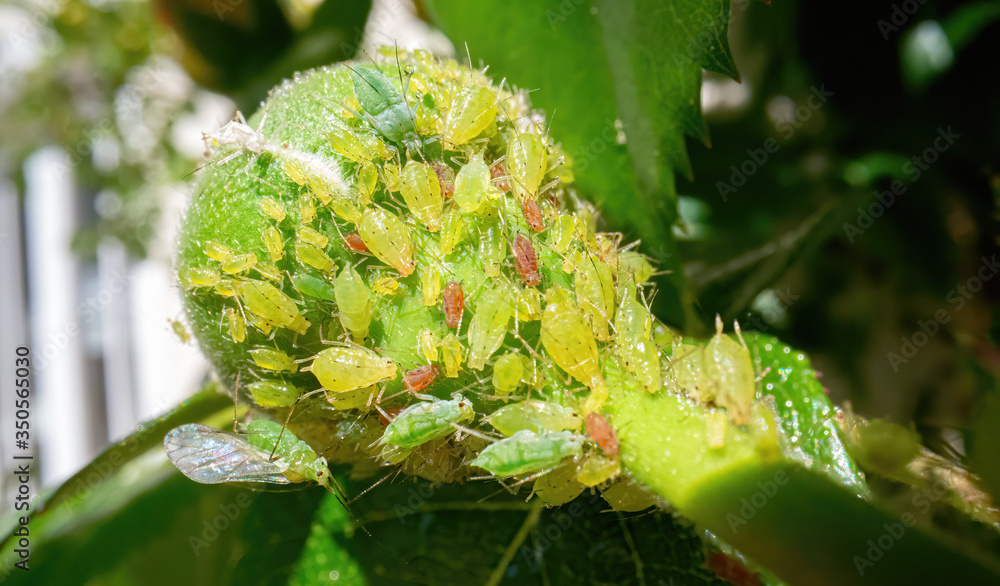 Aphid Free Garden Guaranteed:  Our Proven Step By Step Plan. - r0if9to