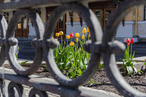 Beautiful tulips through a decorative lattice. photo