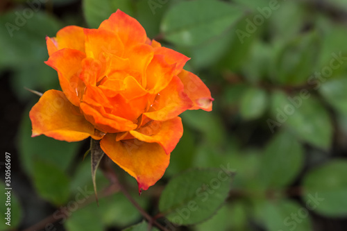 Bright orange and red rose against green background