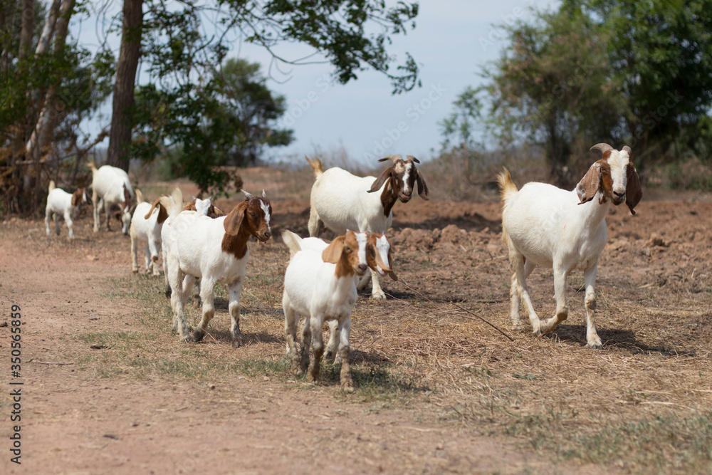 A group of goats walking in a row. A herd of goats heading to a food source. A group of goats walking in a row. A herd of goats heading to a food source.