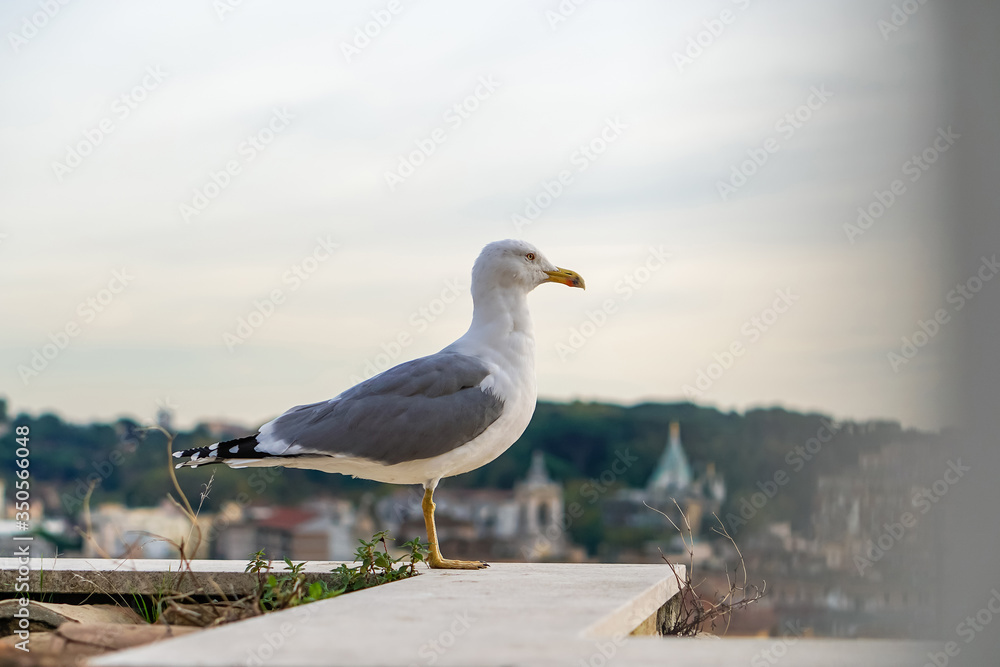 Obraz premium selective focus of wild gull against sky