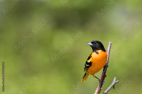 Baltimore Oriole, Icterus galbula, perched on branch soft green background