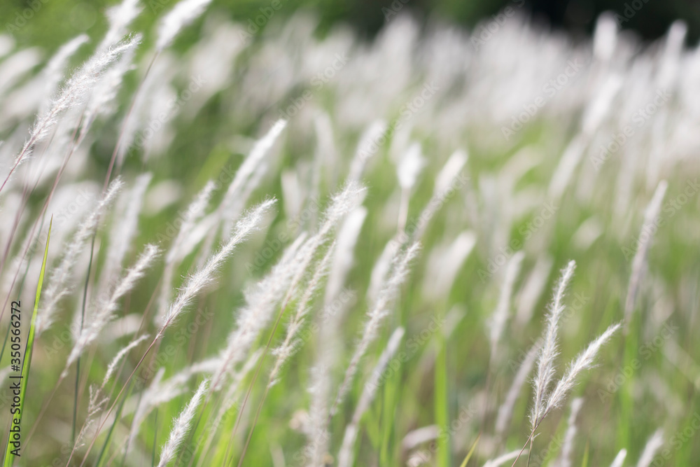 White grass flowers with blurred background.