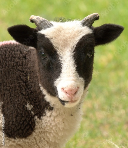 portrait of a lamb