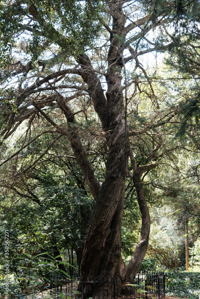 Tree in a park