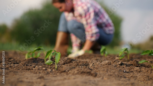 Close-up of young seedlings of pepper in a vegetable garden  in the background a farmer plants seedlings  soft focus