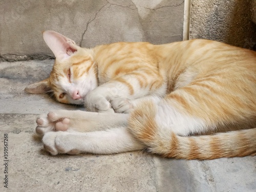 The ginger cat is sleeping on the roadside made of the concrete. The reason is for resting in the afternoon.