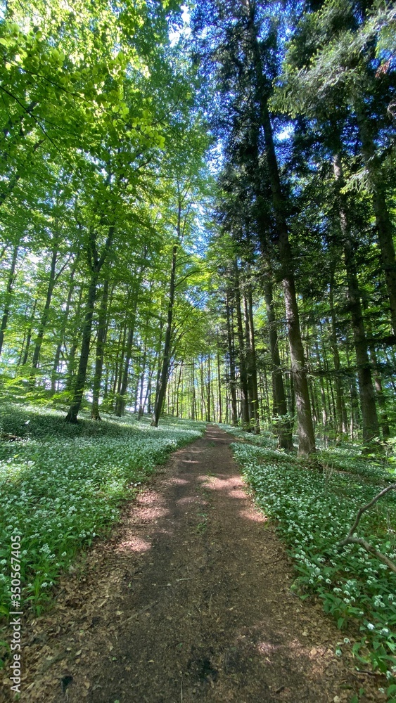 Wandern bei Öfingen Baden-Wüttemberg Deutschland