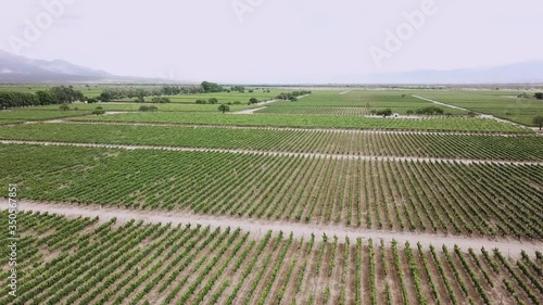 Wallpaper Mural Hectares of vineyards extended to the horizon, with the hills in the background. Torontodigital.ca