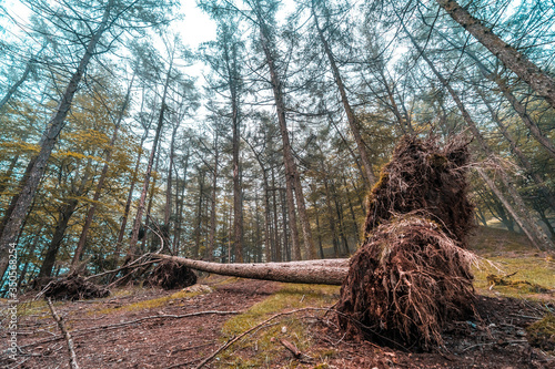 A fallen tree with its roots and everything on the path to the top of Mount Peñas de Aya or also called Aiako Harria, Oiartzun. Gipuzkoa Province of the Basque Country