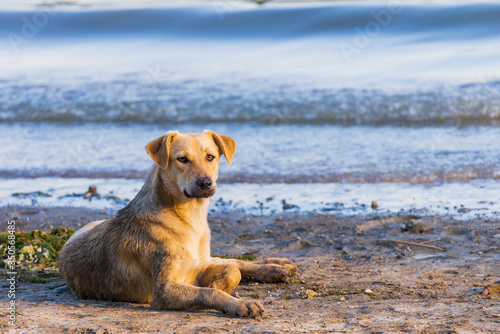 dog thinking and watching about the future