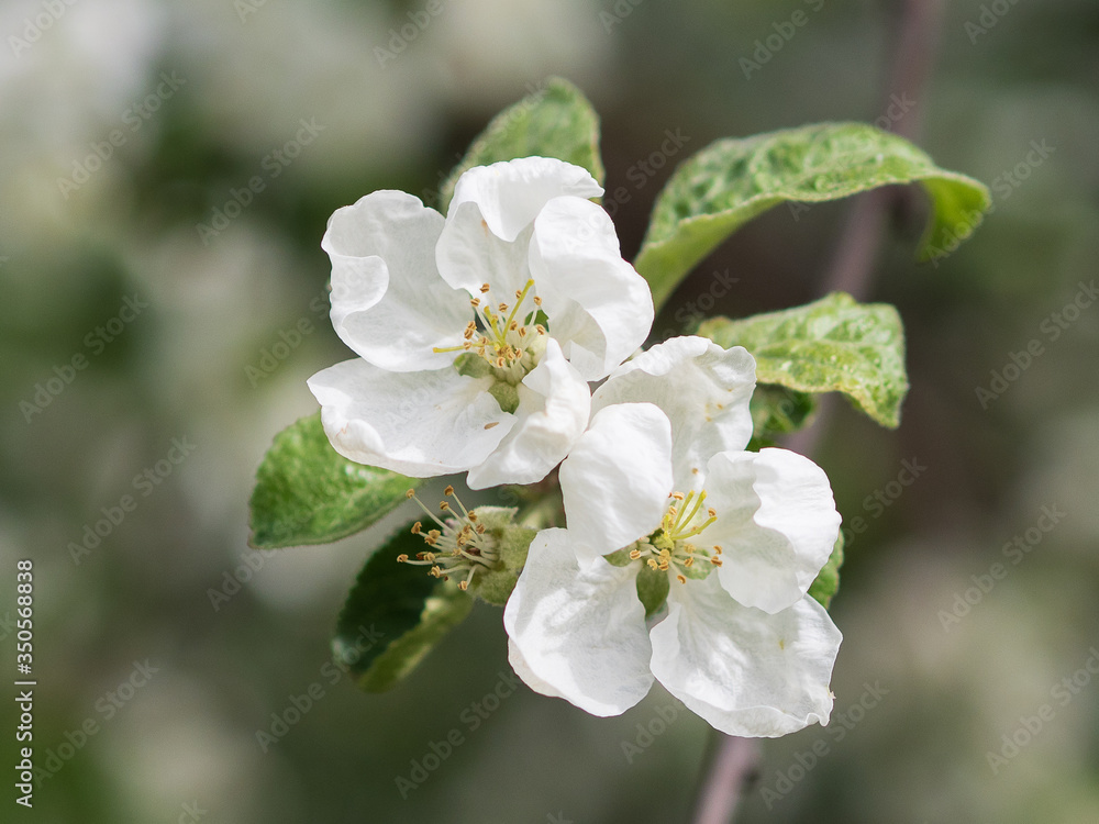 Blooming apple tree, white flowers of an apple tree close-up.