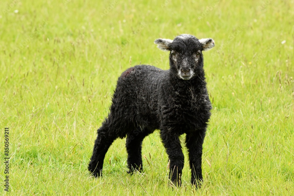 lamb in a meadow lamb in a meadow