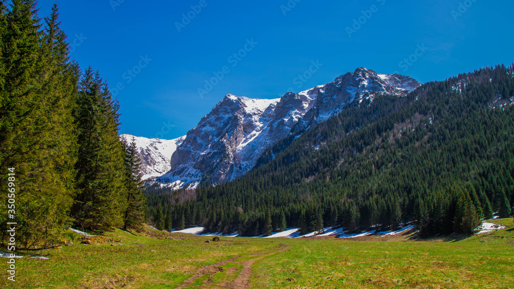 Wielka Polana Małołącka w Dolinie Małej Łąki w Tatrach Zachodnich