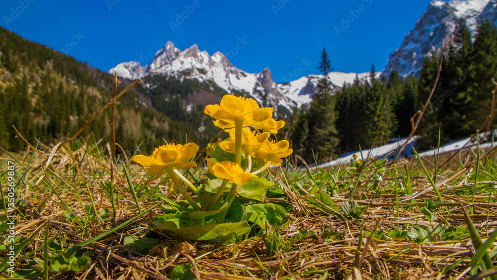 Wiosenne kwiaty Na Wielkiej Polanie Małołąckiej w Tatrach Zachodnich - obrazy, fototapety, plakaty 