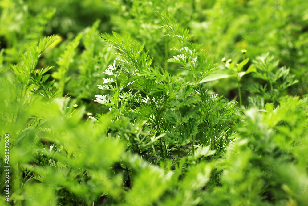Parsley close up. Petroselinum crispum. Background of greenery. Parsley close up. Petroselinum crispum. Background of greenery.