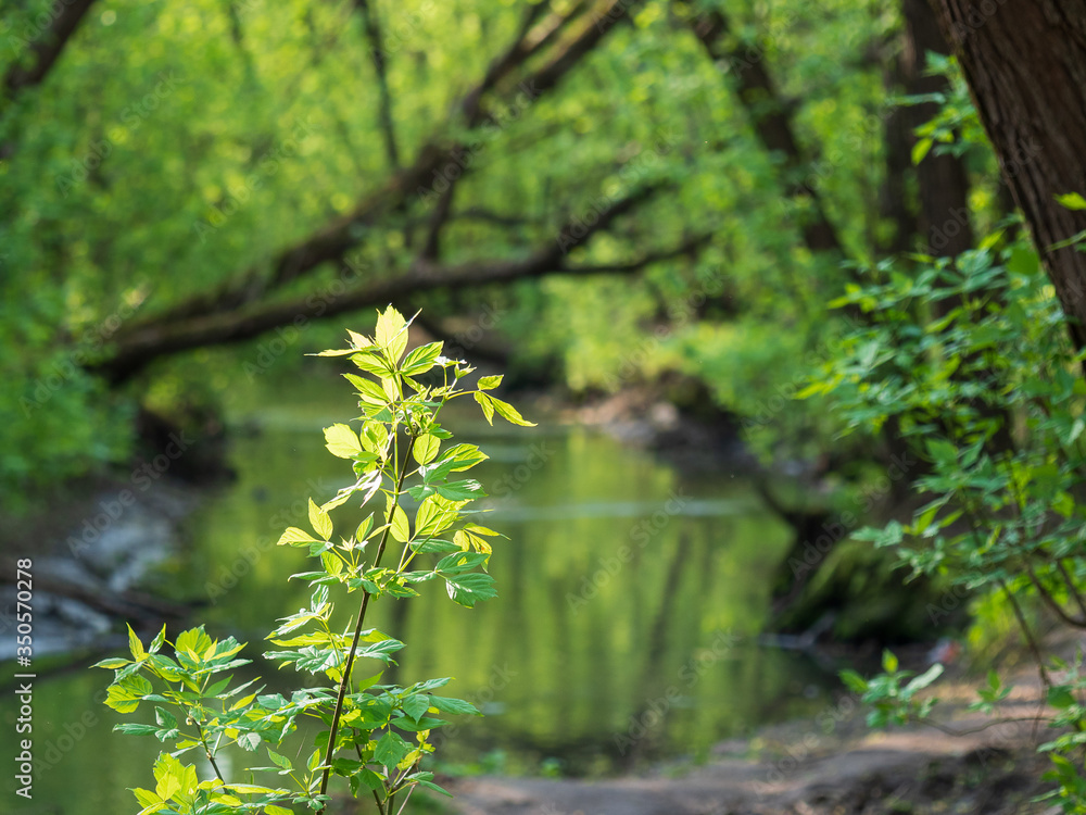 Spring landscape with a river and fresh green foliage on the trees. Spring landscape with a river and fresh green foliage on the trees.