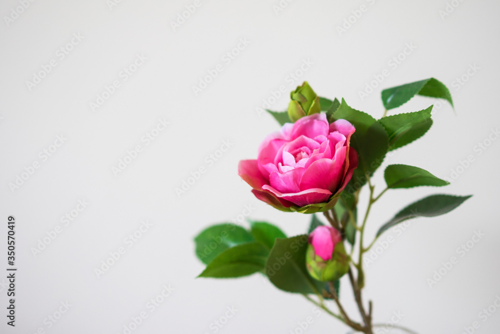 Pink Flower Pink Flower