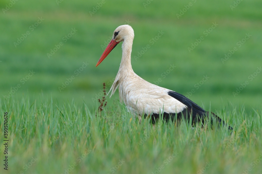 Fototapeta premium White Stork standing in tall grass. Looking for food. Side view, closeup. Genus species Ciconia ciconia.