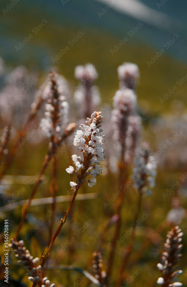 Fototapeta premium spring in the forest