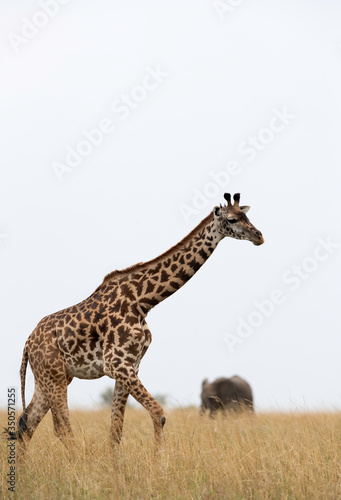 A Giraffe walking in Savannah with backdrop of  African Elephant   Masai Mara  Kenya