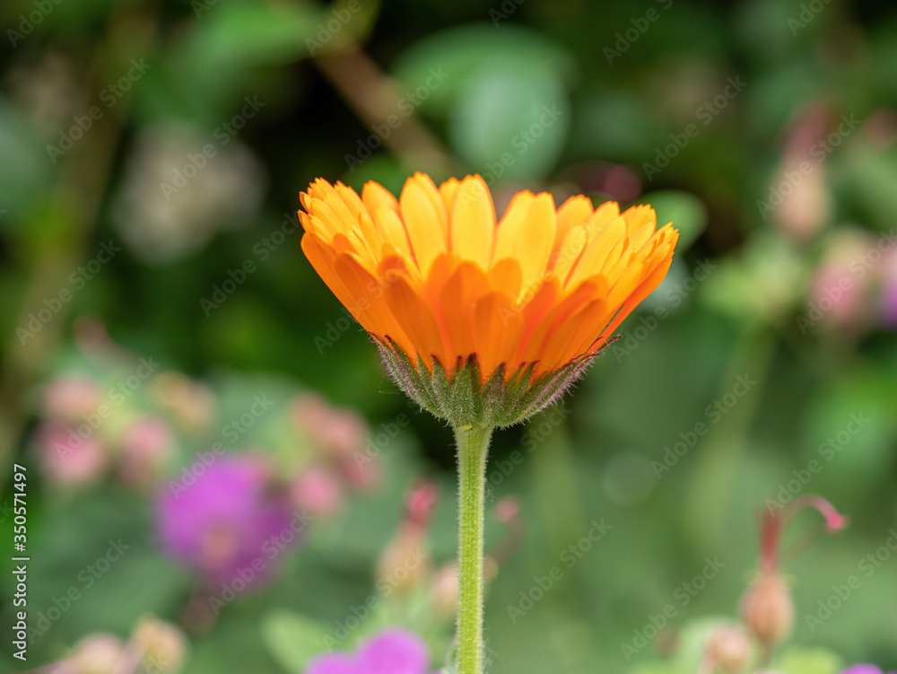 Bright orange calendula marigold flower blooming in the spring sunlight Bright orange calendula marigold flower blooming in the spring sunlight