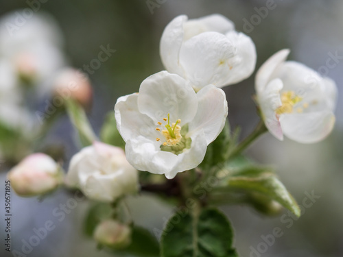 Blooming apple tree, white flowers of an apple tree close-up.
