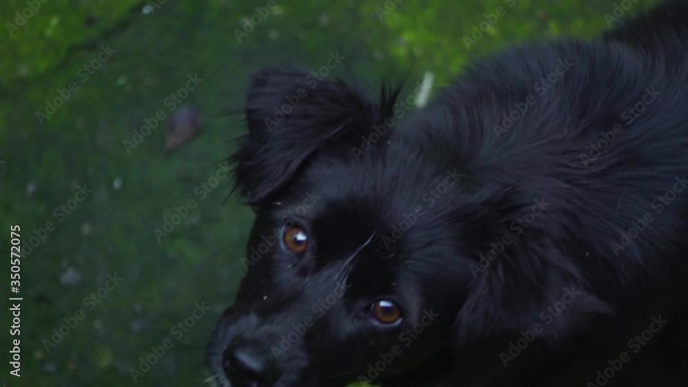 Black Dog's Emotional Portrait Closeup Black Dog's Emotional Portrait Closeup