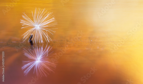 Abstract gold background with dandelion blowball seed. Copy space.