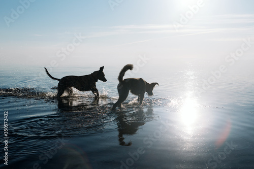 Two funny friendly dogs are swimming in the water. Back light. © kazantsevaov