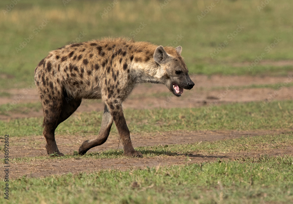 Hyena walking in the Svannah of Masai Mara, Kenya Hyena walking in the Svannah of Masai Mara, Kenya