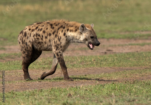 Hyena walking in the Svannah of Masai Mara, Kenya