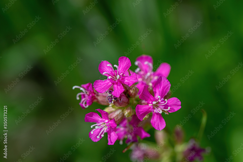 Beautiful Delicate Purple Flowers Viscaria Vulgaris Growing On Meadow