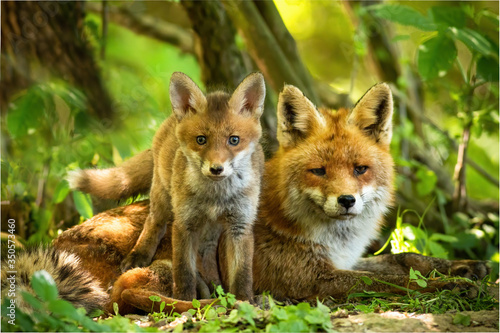 Enchanting red fox, vulpes vulpes, family resting in green summer forest near den. Little cub standing close to its lying mother between trees at sunrise. Concept of animal proximity.