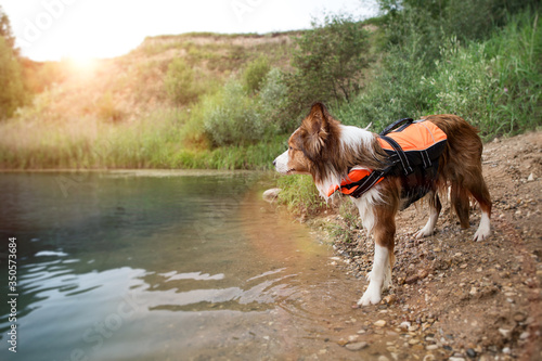 A dog in a life jacket stands on the shore and looks at the water.