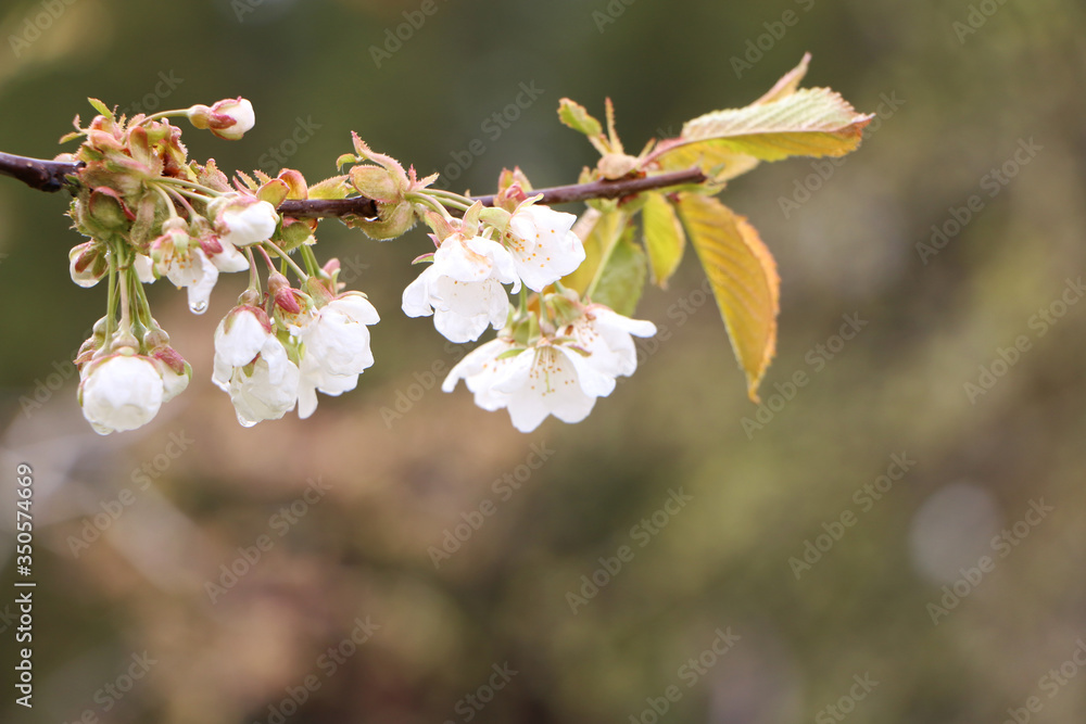 Beautiful sakura flower in bloom after rain. Beautiful sakura flower in bloom after rain.