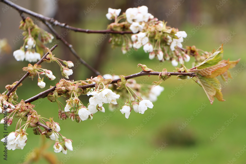Beautiful sakura flower in bloom after rain. Beautiful sakura flower in bloom after rain.