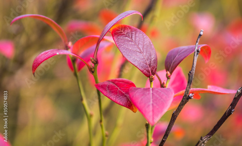 Purple leafs of blueberry bush in late fall.