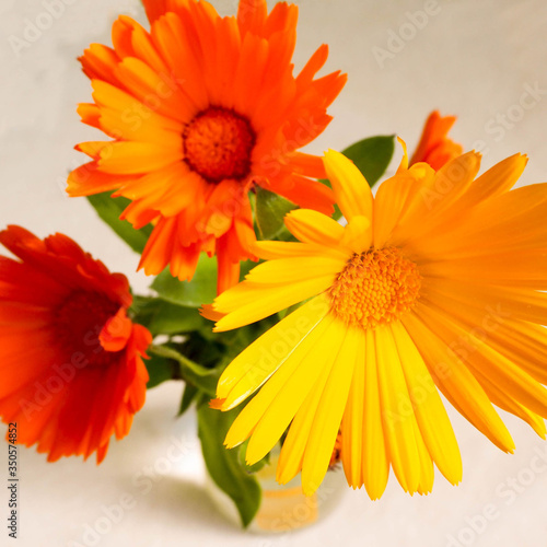 close-up of three orange and yellow marigold buds on a grey background top view. spring flowers in a bouquet at home