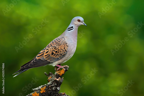 Alert european turtle dove, streptopelia turtur, standing on branch and stretching neck in summer forest with blurred green background. Wild bird perched in treetop from side view with copy space photo
