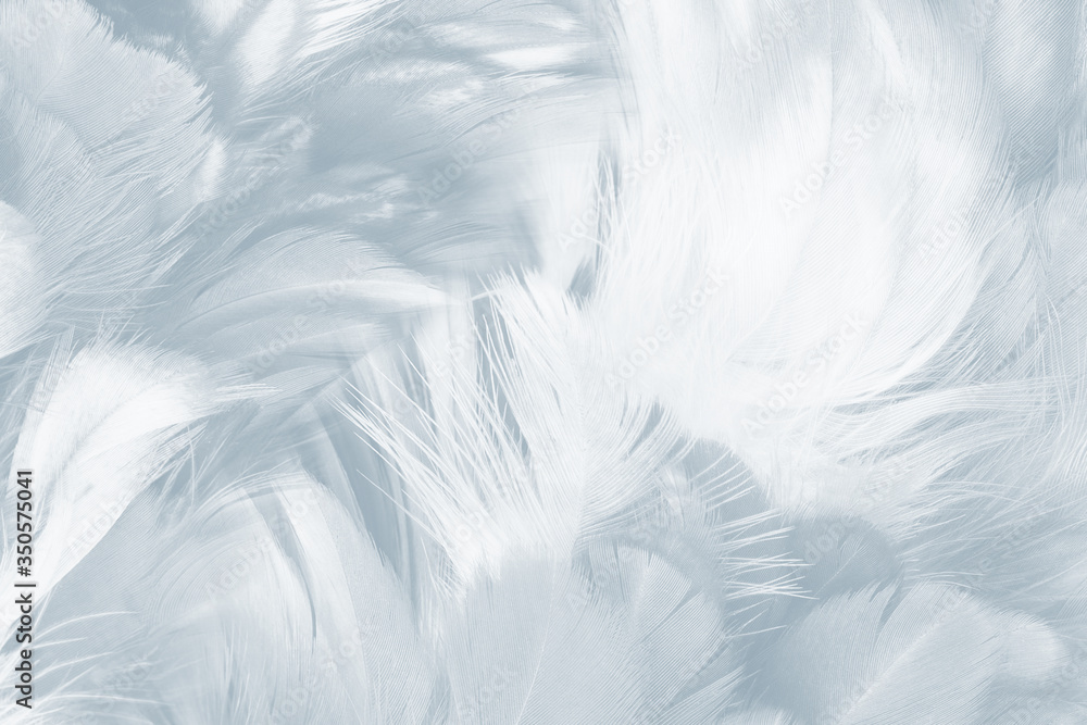 Beautiful white baby blue colors pastel tone feather pattern texture cool background for decorative design wallpaper and other