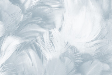 Beautiful white baby blue colors pastel tone feather pattern texture cool background for decorative design wallpaper and other