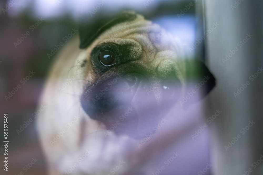 Pug dog looking through window at the camera Pug dog looking through window at the camera