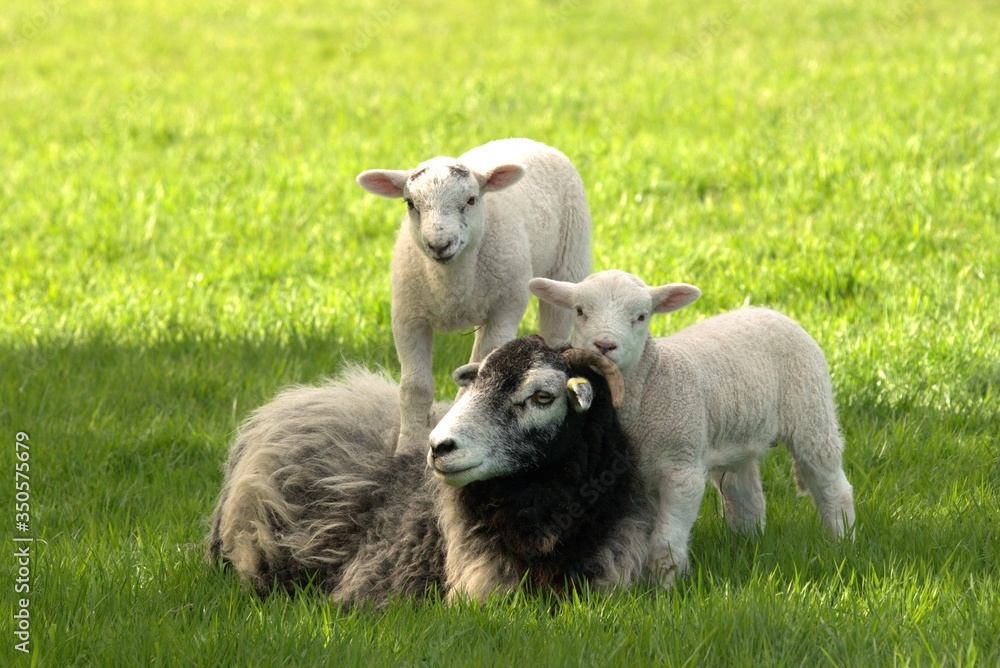 Obraz premium sheep and lambs