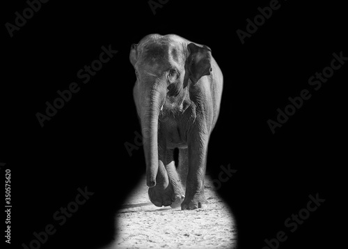 Beautiful black and white portrait of an elephant © di_ryan