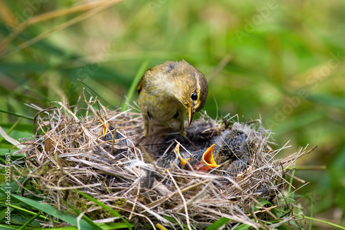 Willow warbler, phylloscopus trochilus, feeding little chicks on nest in summer nature. Family of wild bird with brown and yellow plumage breeding. Mother animal with young offsprings.