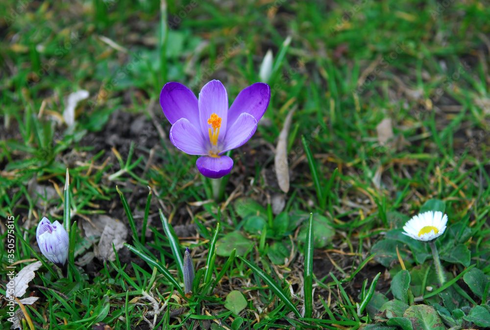 Three lilac crocuses on a Sunny spring day. Concept of a natural beauty. Environment care. Sprng cming. Three lilac crocuses on a Sunny spring day. Concept of a natural beauty. Environment care. Sprng cming.