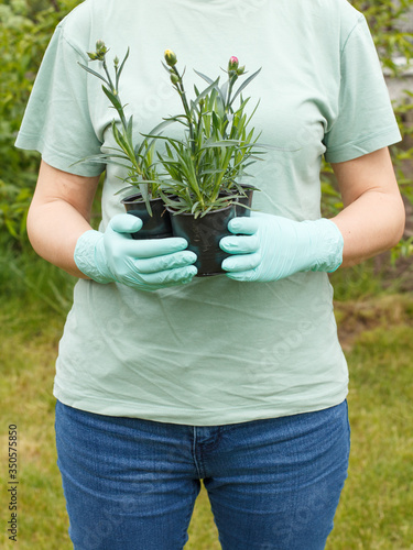 Woman holding cans with seedling of young cloves.