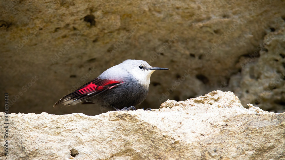 Rare wallcreeper, tichodroma muraria, with grey and red plumage sitting in ridge of mountain wall. Wild bird in rocky environment of high altitude. Animal wildlife in nature.