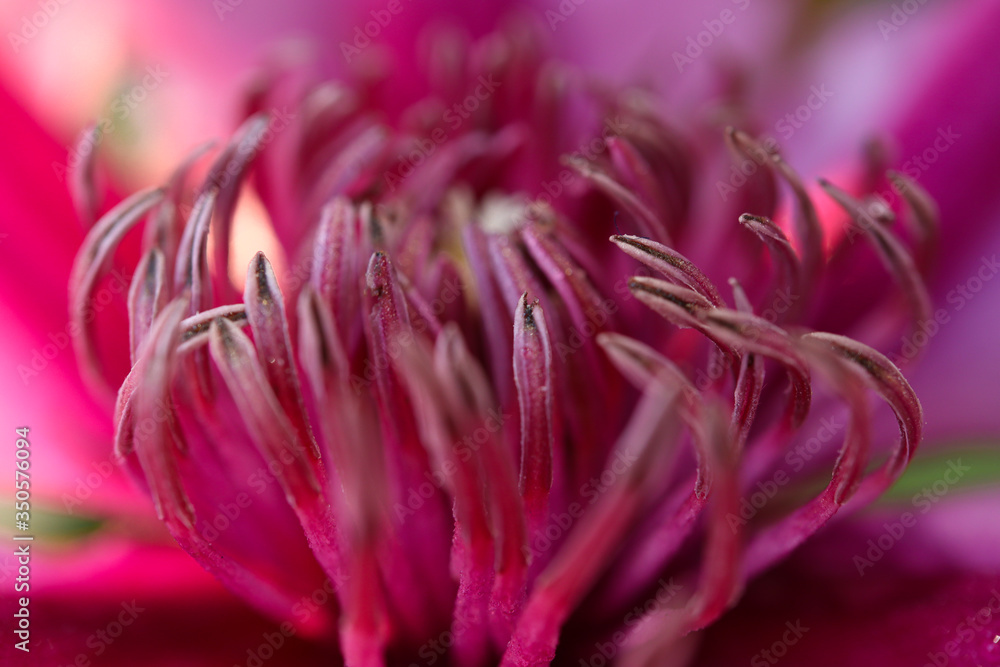 Stamens of a blooming clematis close-up, as a natural natural beautiful background Stamens of a blooming clematis close-up, as a natural natural beautiful background